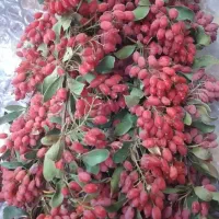 باغ۱۰۰۰ متری. امنیت و آرامش