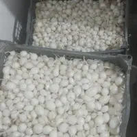 پیازغده|خوردنی و آشامیدنی|جیرفت, |دیوار