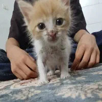 گربه کوچولو