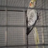 عروس هلندی نر جوان مرواریدی