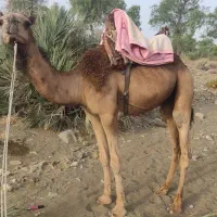 جونگ لوک نژاد دار