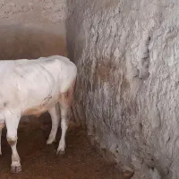 گوساله نر|حیوانات مزرعه|بزینه رود, |دیوار