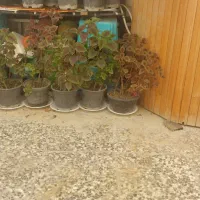گلدان حسن یوسف ۸۰هزار