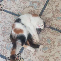 گربه