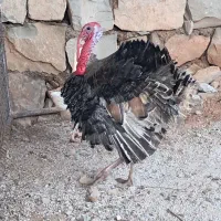 بوقلمون