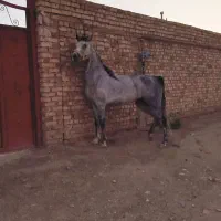 مادیان کرد اتثنایی