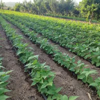 معاوضه خانه باغ