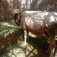 گاو وگوساله