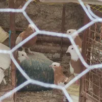 معاوضه  طوق زرد،