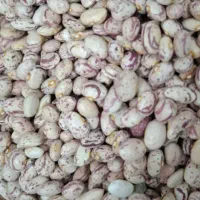 حبوبات لوبیا چیتی قرمز نخود عدس لپه ماش شکر قند