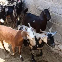 فروش بزجوان