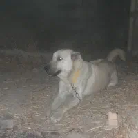 سگ سرابی|سگ|کشاورز, |دیوار