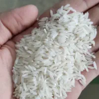 برنج گیلان ارسال نمونه رایگان
