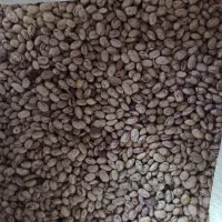 فروش لوبیا چیتی (تلاش)درجه یک