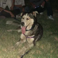 سگ هاسکی پیدا شده