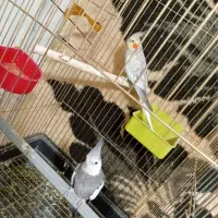 عروس هلندی جفت مولد همراه تخم