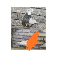 طوق الماسی