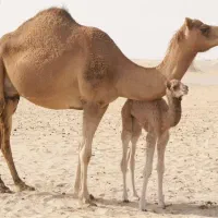 گوشت بچه شتر موجود شد امکان  ‌‌ خرید با کالا برگ