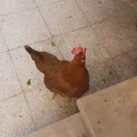 مرغ تخمگذار سرحال و زیبا