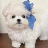بسیار نرم پامر