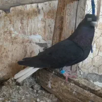 دو عدد نر دمسفید