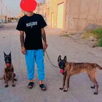 سگ مالنیوز حرف گوش کن ژرمن ماده حرف گوش کن