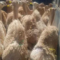 بچه شتر داشتی و کشتاری