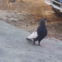 کبوتر