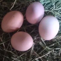 تخم مرغ عشایری