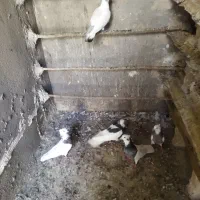 کفتر