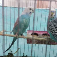 یک جفت مرغ عشق نروماده