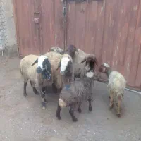 میش بره ۴ رعس