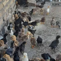 جوجه|حیوانات مزرعه|تاکستان, |دیوار