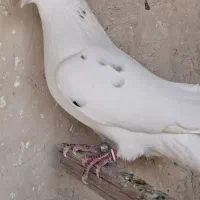 کفتر استفاده