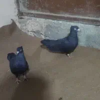 کبوتر کفتر جفت