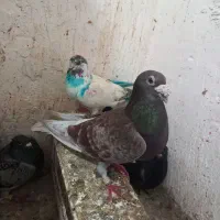 کبوتر دورگ ۵ ۶ تا جوجه هم هستند با طوقی