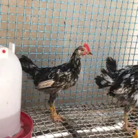 جوجه واروک