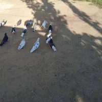 کبوتر|پرنده|عنبران, |دیوار