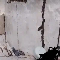 گمشده