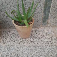 گل الویه را