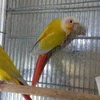 ردچیک جفت بالغ