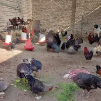 تخم مرغ محلی ارگانیک