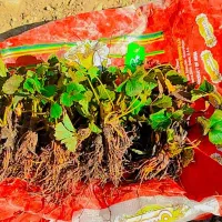 نهال توت فرنگی