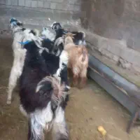۸ بزغاله شیرمس و چاق مناسب کشت و داشت