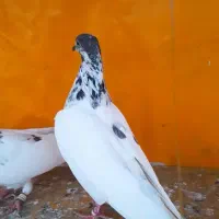 کبوتر پاکستانی