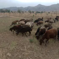 میش افشاری بدون بره بز میش قوچ