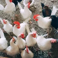 خروس لگهورن سفید