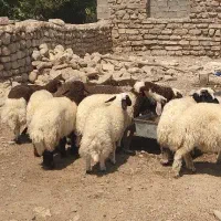 فروش بره و بزغاله