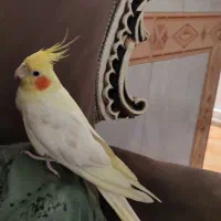 عروس هلندی ماده