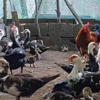 فروش خروس ۱۶۰۰۰۰۰  تومان سالم و بزرگ
